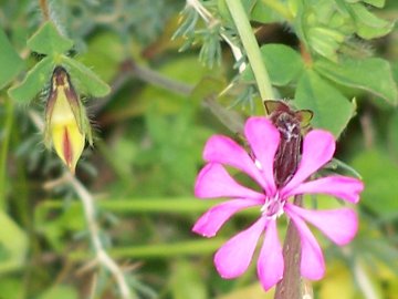 Silene colorata